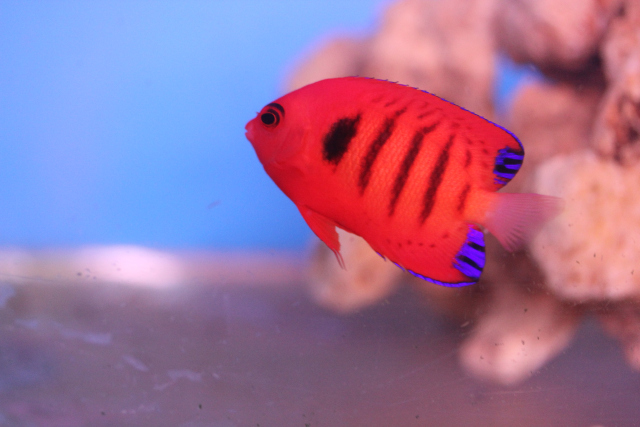  Centropyge loricula   (Flame Angelfish)